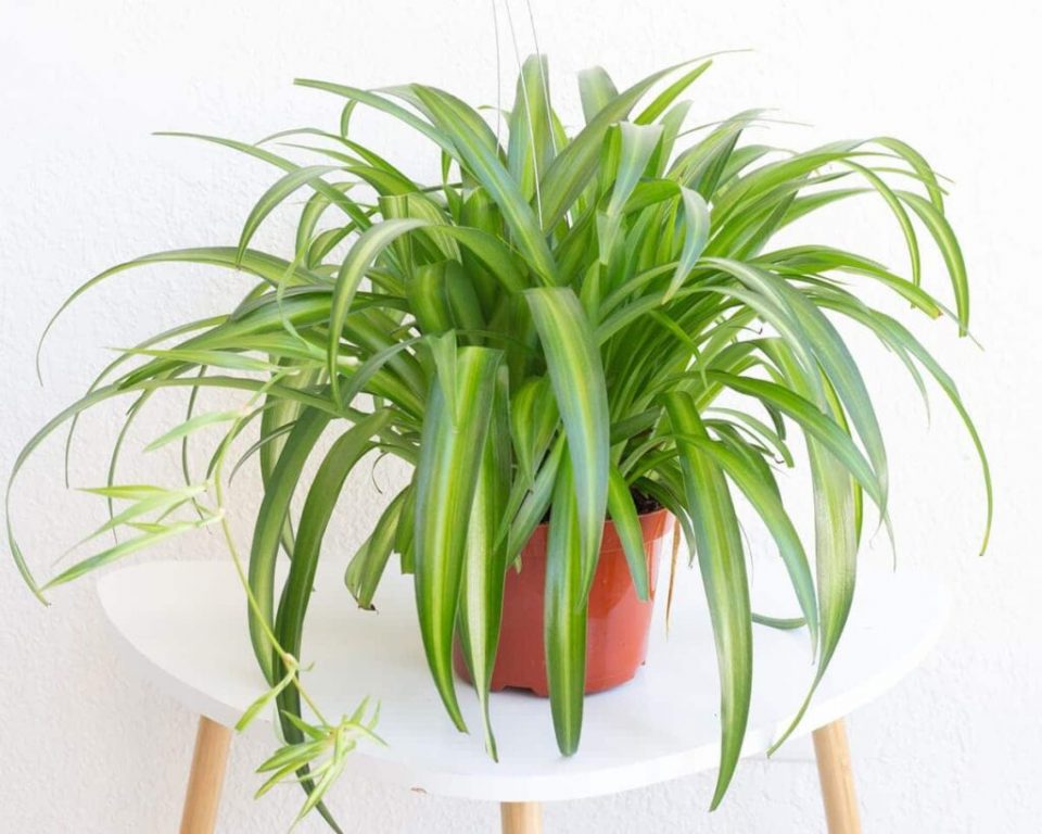 Hawaiian Spider Plant