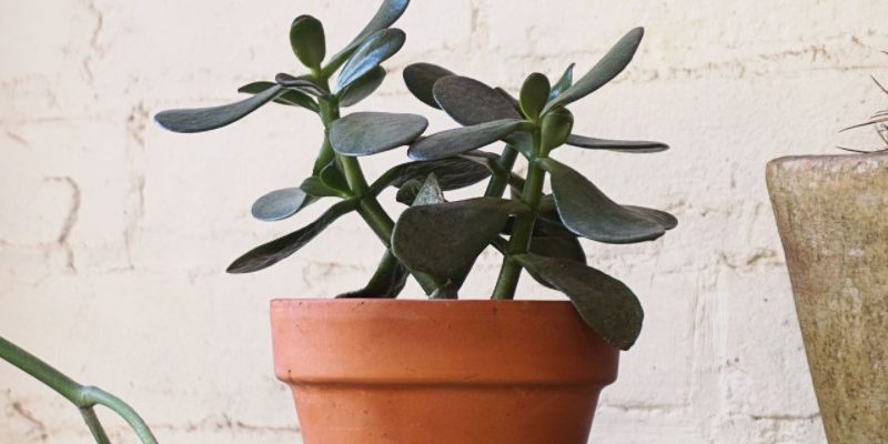Incredible Crassula Plant Benefits that You Must Know