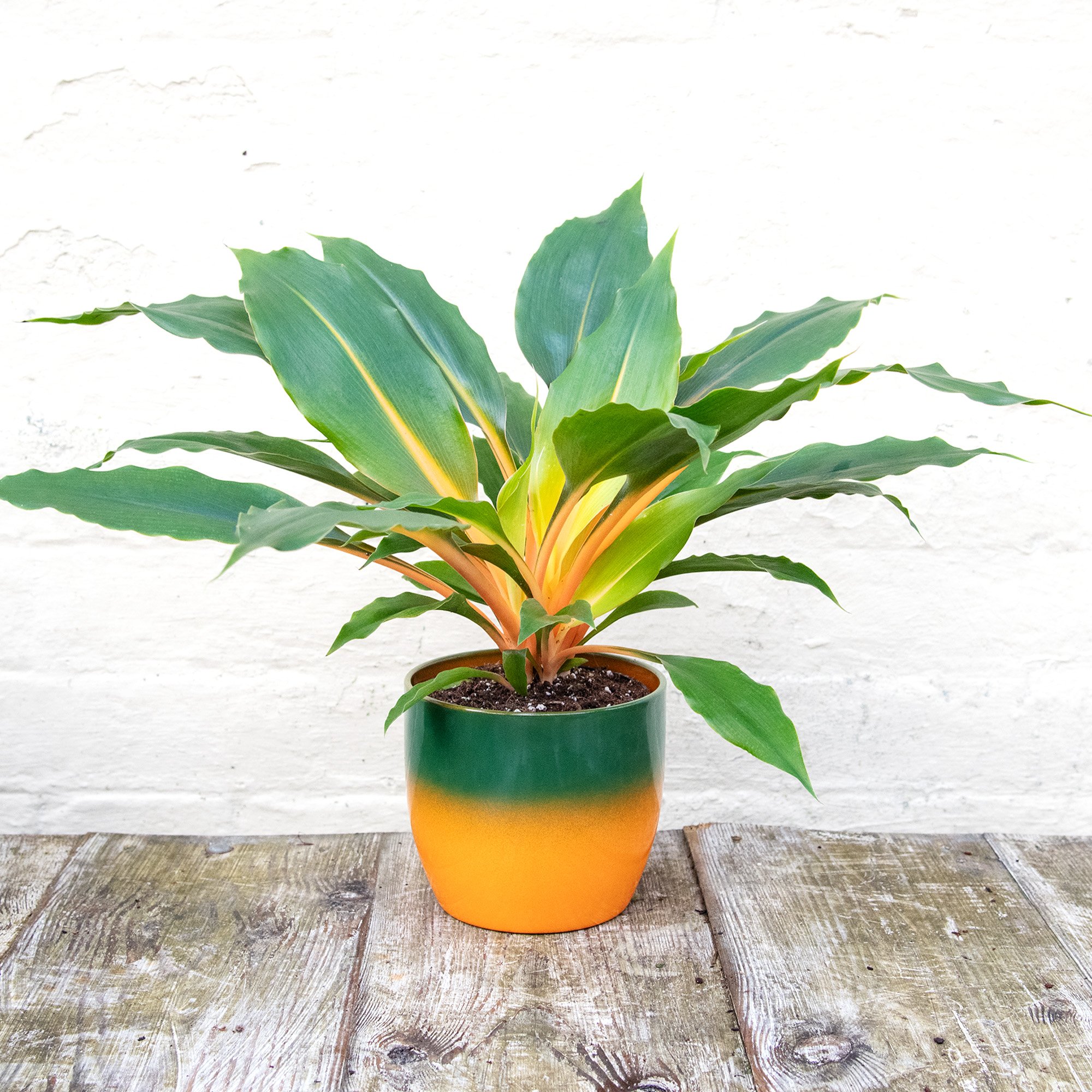 12+ Fire Flash Spider Plant Major Spider Plant Varieties & their Lookalikes - Greenkosh
