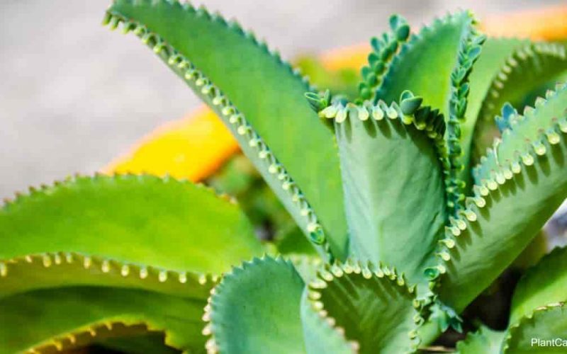 Mother of Thousands Plant: Care, Grow & Propagate it
