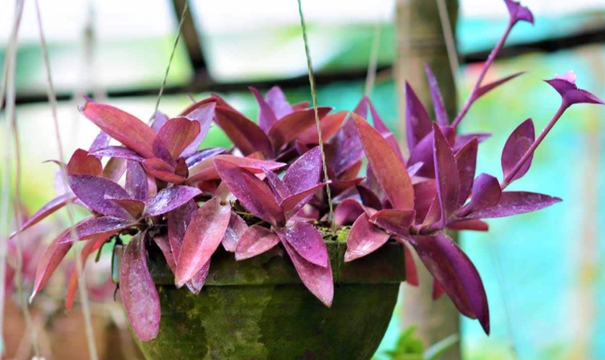 Purple Heart Plant