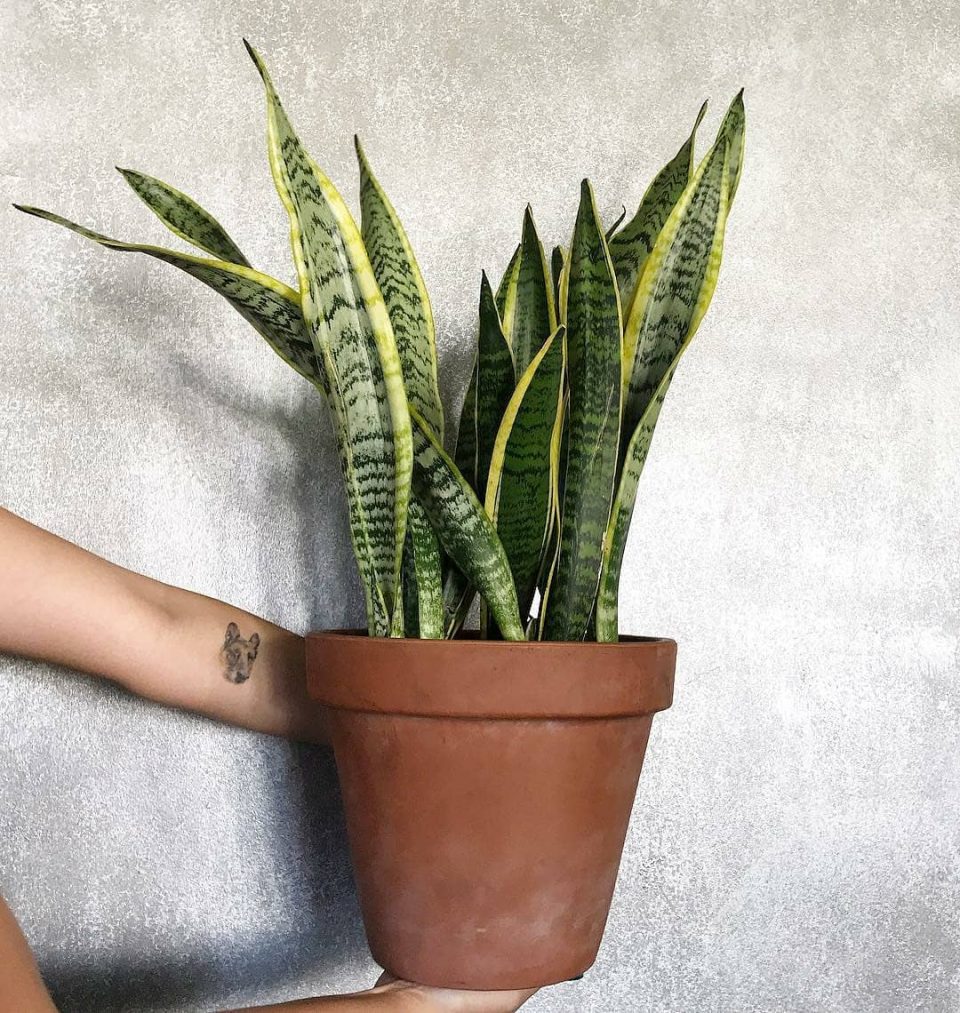 Snake Plant