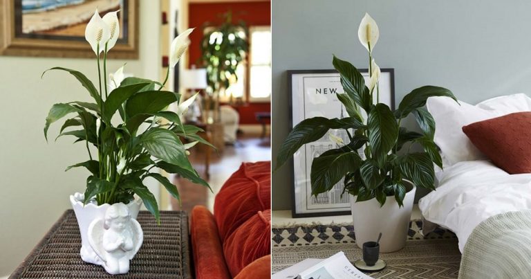 some-proven-peace-lily-benefits-for-your-home-greenkosh