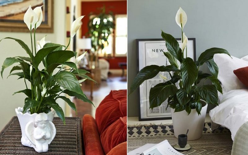 Some Proven Peace Lily Benefits for Your Home