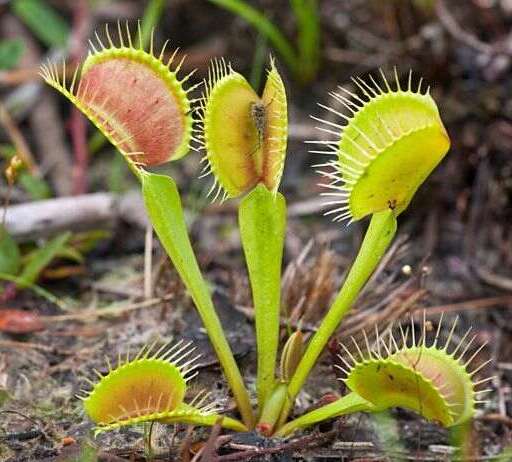 Bug Eater Plants: Carnivorous Feed on Insects - Greenkosh