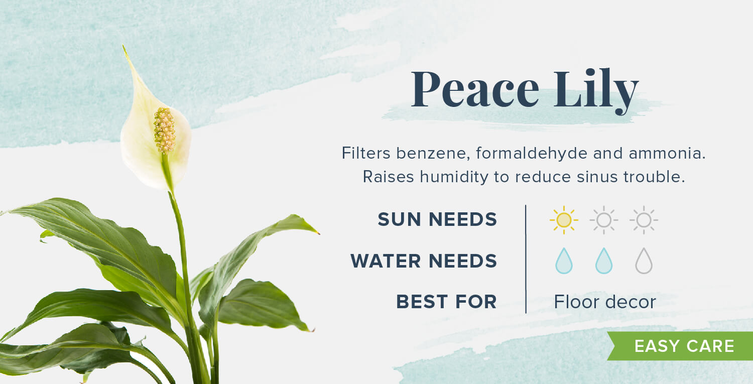 some-proven-peace-lily-benefits-for-your-home-greenkosh