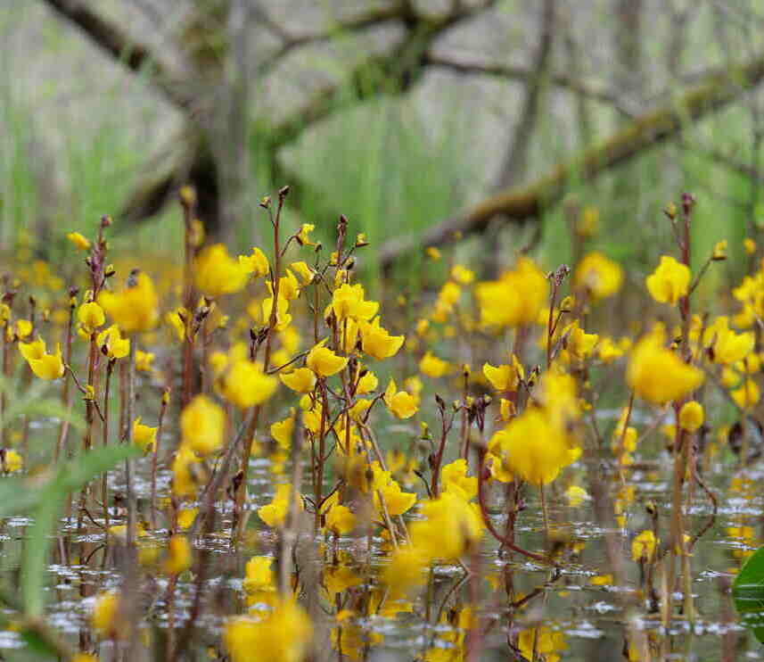 Bladderwort