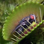 Bug Eater Plants