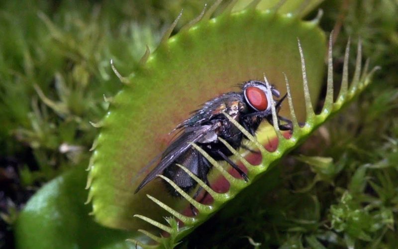 Bug Eater Plants: Carnivorous Plants that Feed on Insects