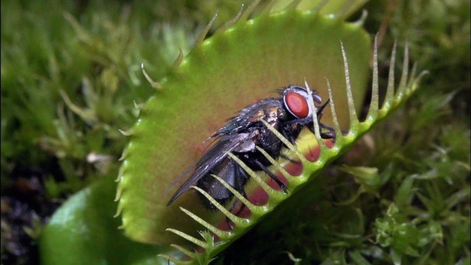 Bug Eater Plants