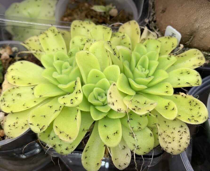 Butterwort Plant: