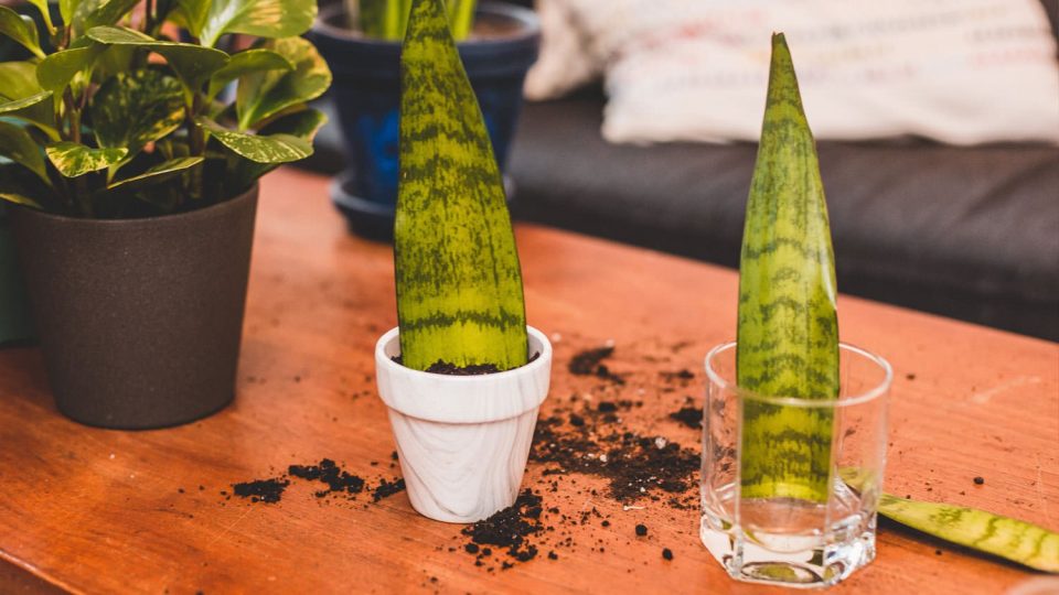 Snake Plant Propogation