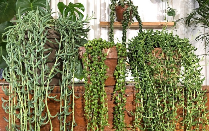 String of Bananas: Guide to grow & care for this Succulent