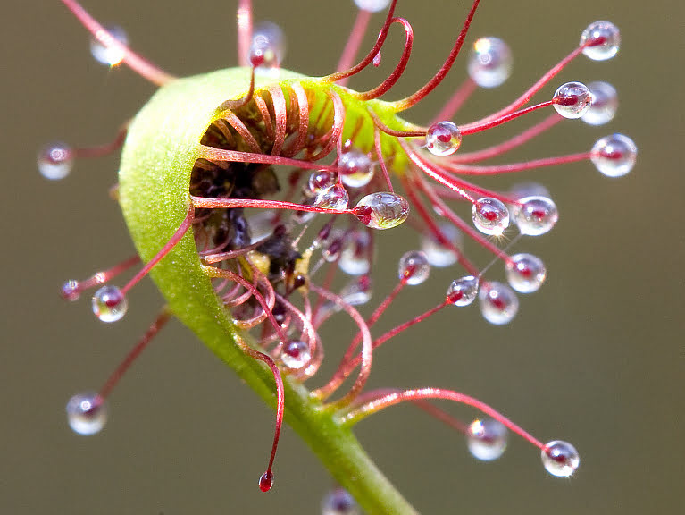 Sundew Plant