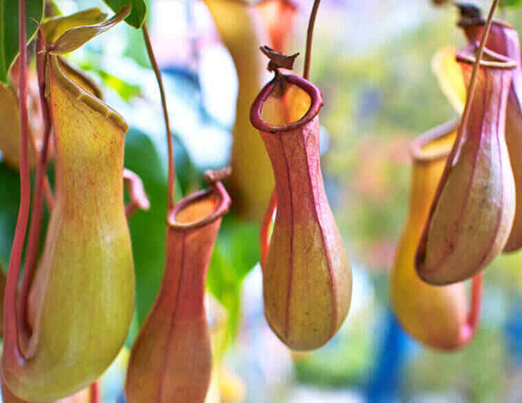 Tropical Pitcher Plant