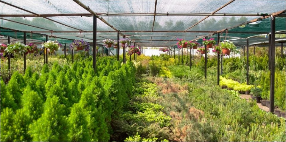 Gold Mop Cypress Plant