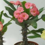 Crown of Thorns Plant