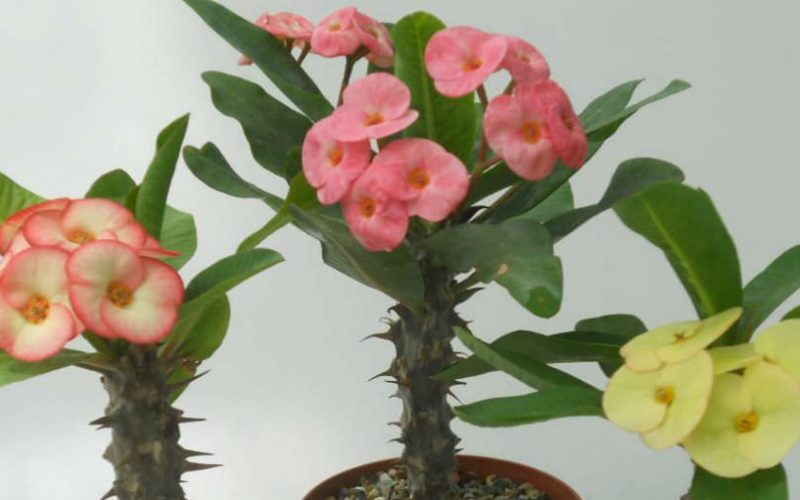 How To Propagate ‘Crown Of Thorns’ – Complete Guide