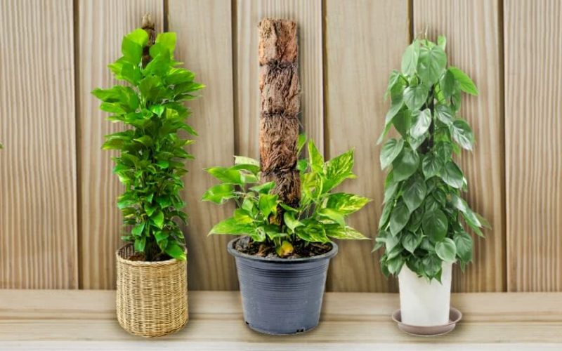 Types of Syngonium Plant: Attractive Varieties With Different Foliage