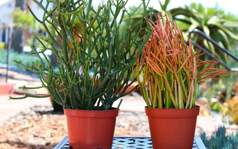 Firestick plant: Know the Benefits, Best Caring and Propagation Tricks