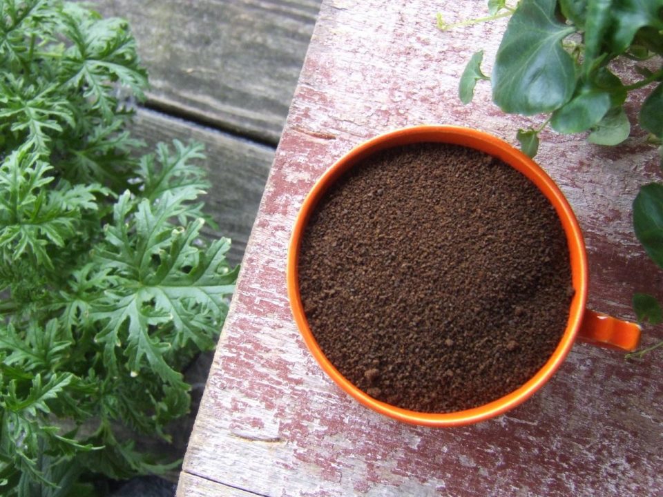 Coffee Grounds for Curry Leaf Plants