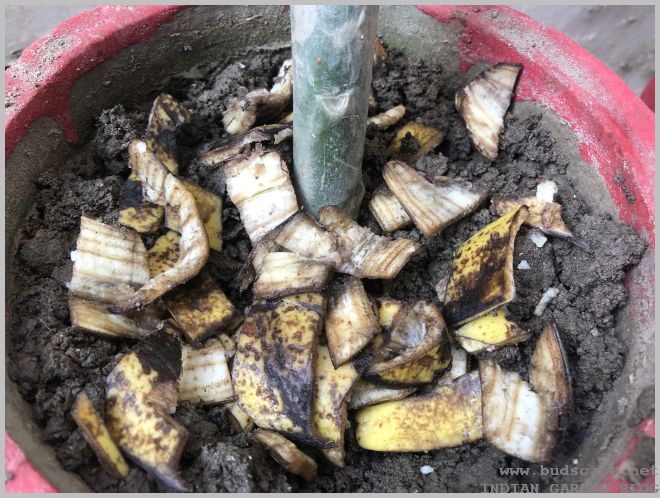 Banana Peels for Curry Plant Fertilizer