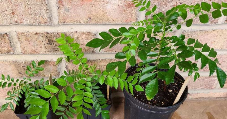 Curry Leaf Plants