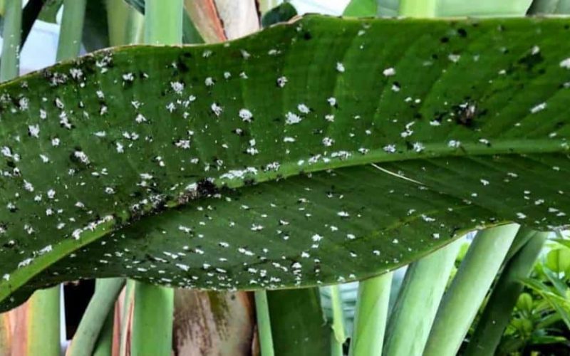 The Ultimate Guide To Naturally Get Rid of Mealybugs