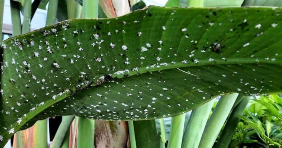 Mealybug