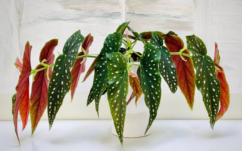 Polka Dot Begonia Plant: Easy Care & Propagation Tips