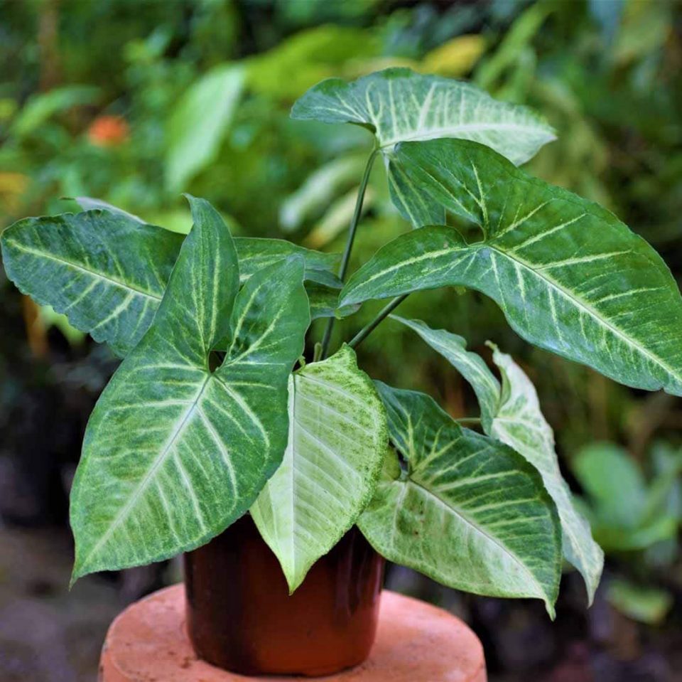 Types of Syngonium Plant Attractive Varieties With Different ...