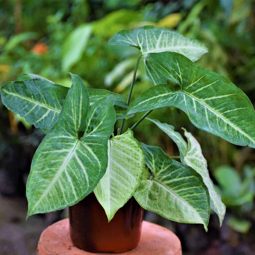 Сингониум фото. Сингониум podophyllum. Сингониум Подофилловый. Сингониум Эмеральд Грин. Сингониум Эмеральд джем.