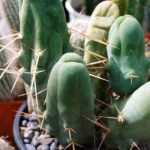 Penis Cacti Plants