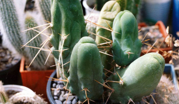 Meet The Penis Cactus, A Mexican Succulent That Looks Like Something Else