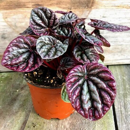 Ripple Peperomia (Peperomia Caperata) Guide for every Peperomia lovers ...