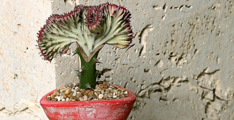 Coral Cactus – Things to Know About This Succulent: Tips, Care & Much More