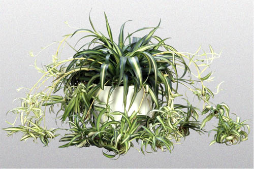 spider plant stolon method for propogation