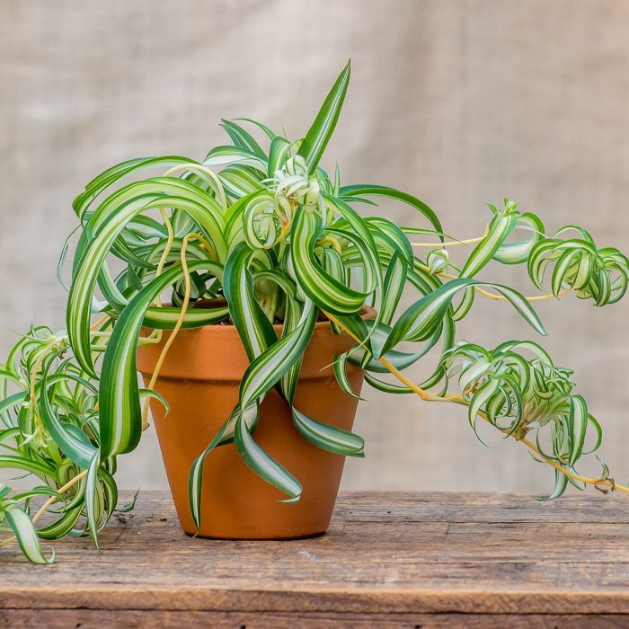 How to Propagate Hindu Rope (Hoya Compacta) Plant Must Try These 3