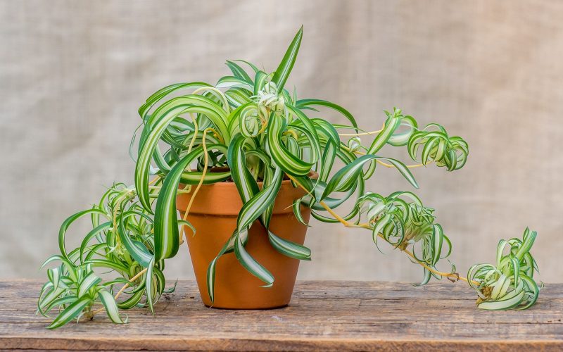 Propagate Spider Plant: 3 Easy Techniques That Work Like Miracle