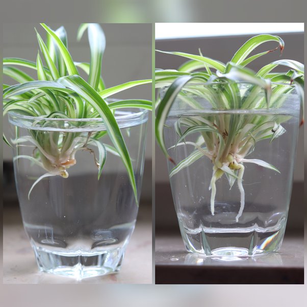 Propagate Spider Plant 3 Easy Techniques That Work Like Miracle 