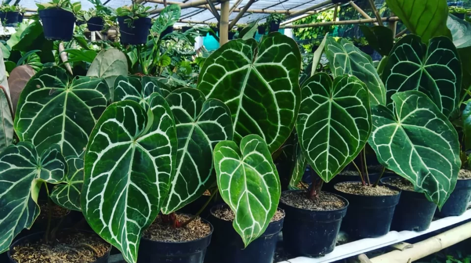 Anthurium Crystallinum Plant