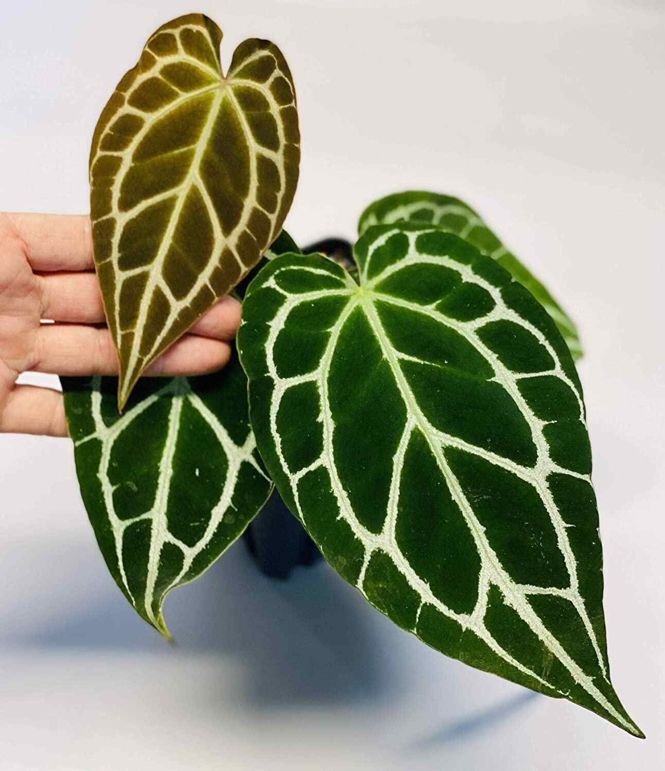 Anthurium Crystallinum A Well Liked Indoor Plant Learn How To Propagate And Take Care Of It