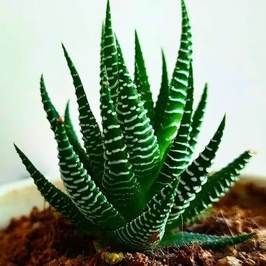 Haworthia Conspicua