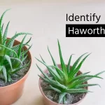 Ways to Identify Haworthia Plant
