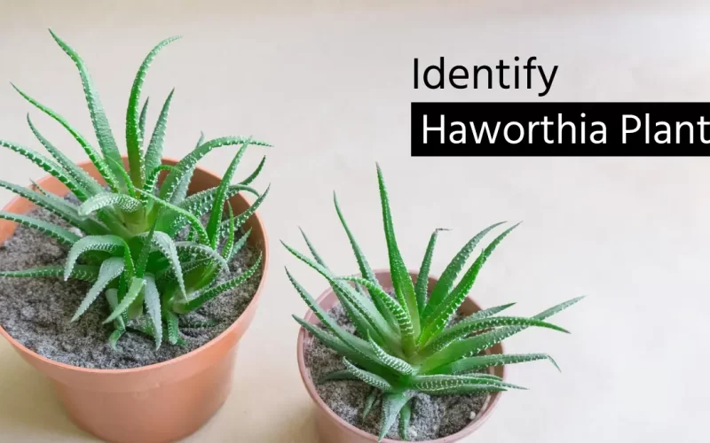 How To Identify a Haworthia Plant?