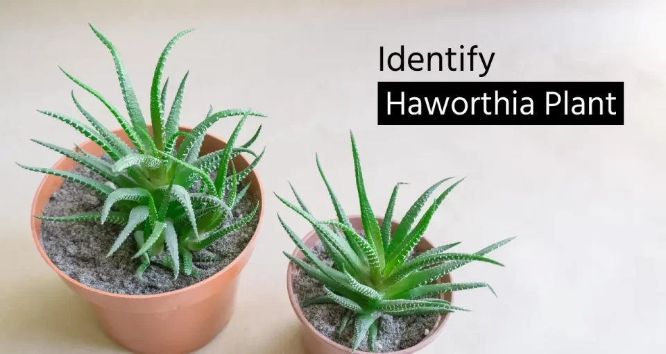 Ways to Identify Haworthia Plant