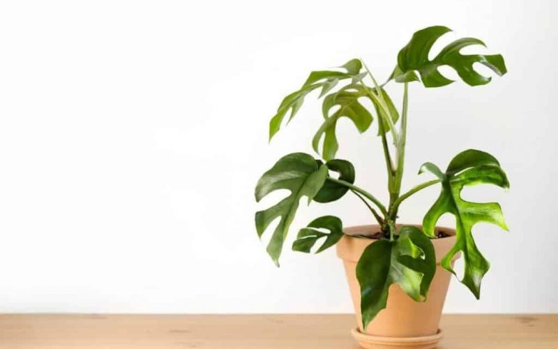Monstera Minima: Tiny Yet Attractive Indoor Climbing Plant