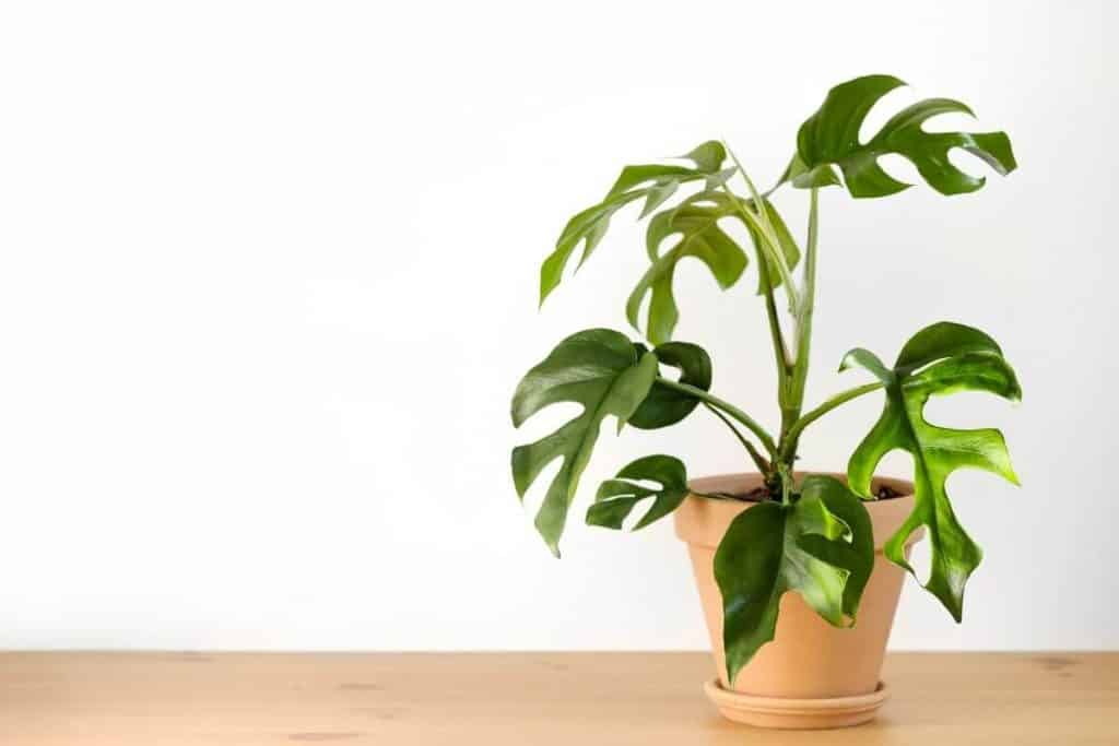 Monstera Minima: Tiny Yet Attractive Indoor Climbing Plant - Greenkosh