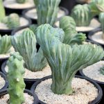 blue smoke cactus plant