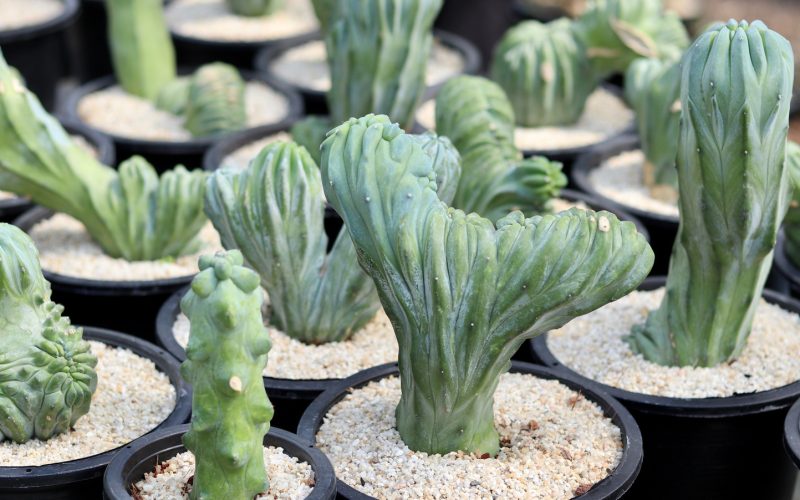 Blue Smoke Cactus: Tips to Grow this Unique Cactus at Home